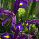 Hectarul - Ladita 1250 bulbi HOLLANDICA IRIS Hong Kong